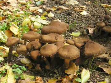 Hallimaschköpfe mit Schinken